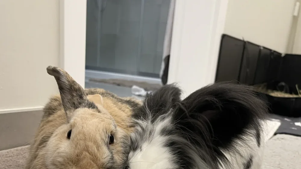 Panda and Peanøtt