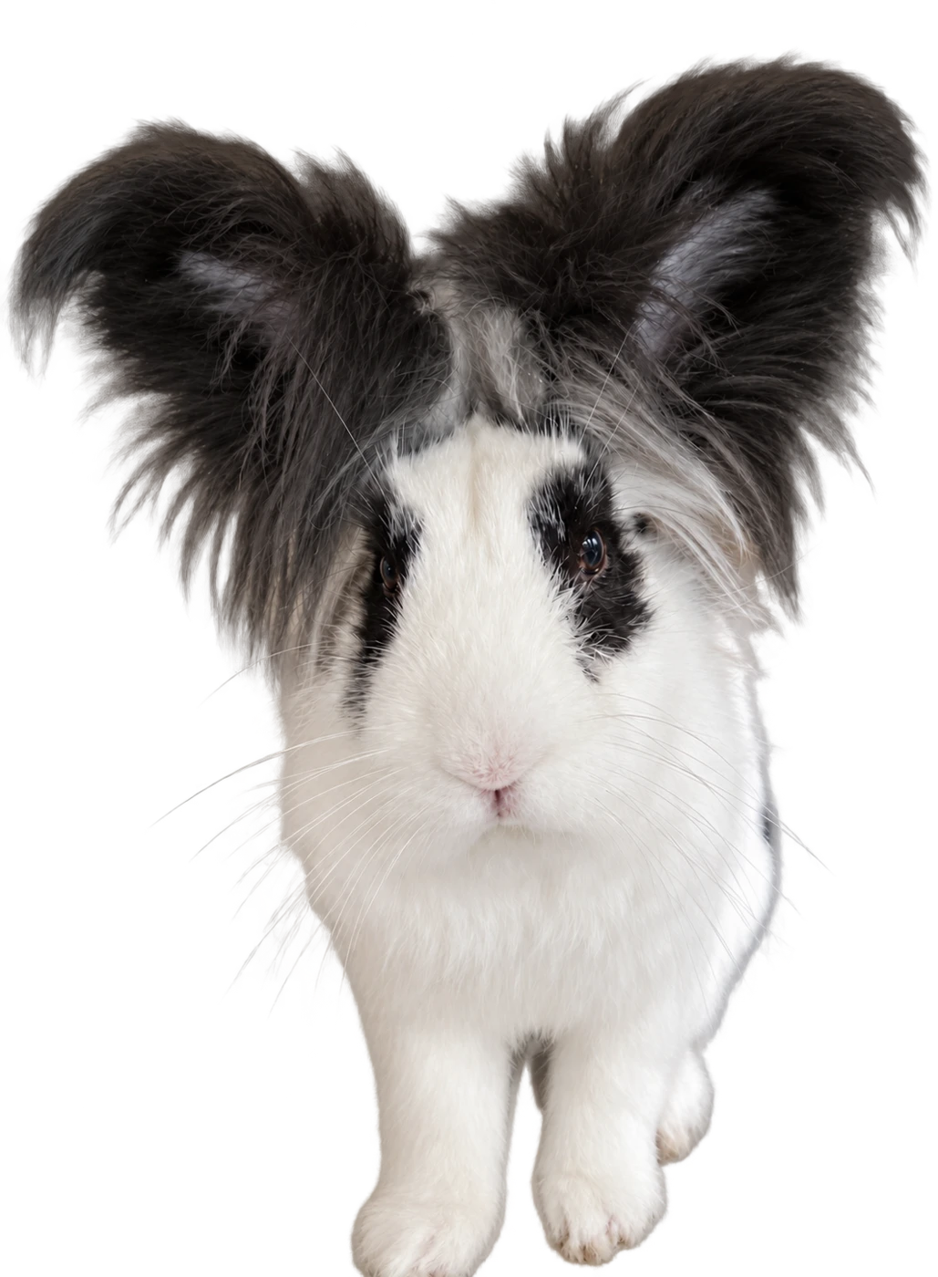 Panda, a black-and-white rabbit with big fluffy black ears, facing the camera