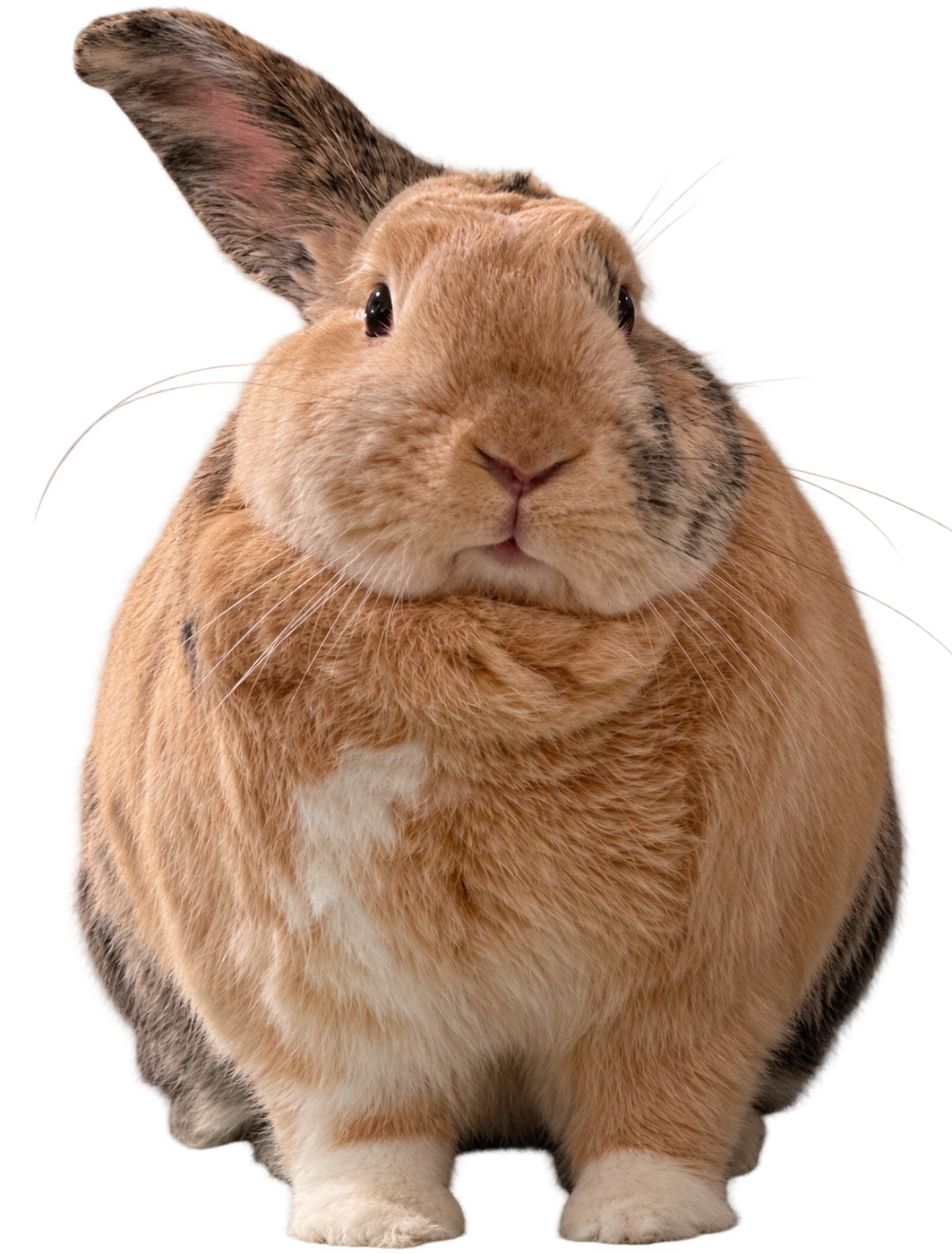 Peanøtt, a tan rabbit sitting front-on with one ear raised